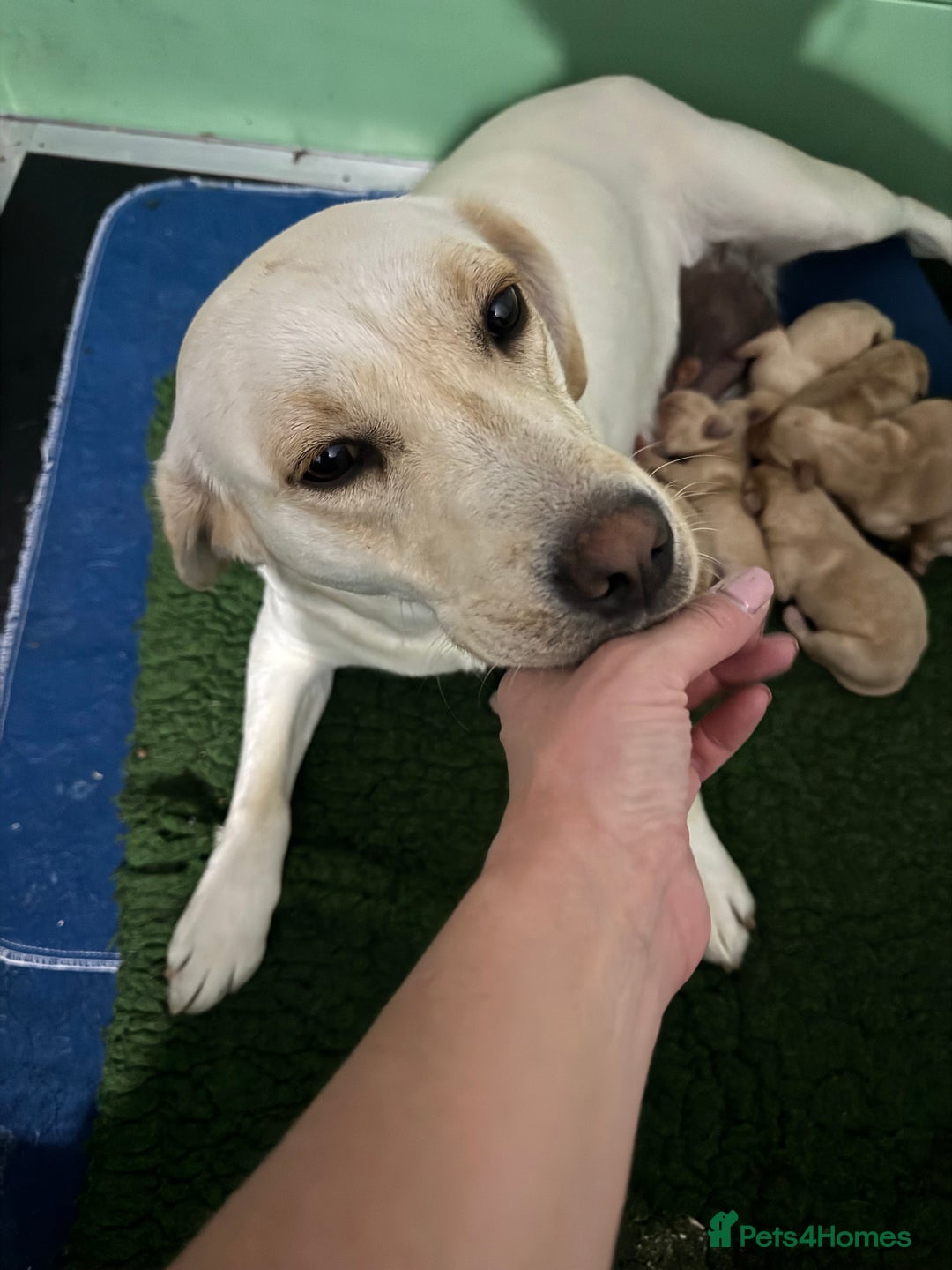 Labrador Retriever dogs for sale: KC Health Tested Fox Red Labrador pups  - Image 16