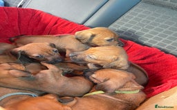 Rhodesian Ridgeback dogs for sale: Pedigree Ridgeback Puppies - READY FOR VIEWING in Scunthorpe - Image 23