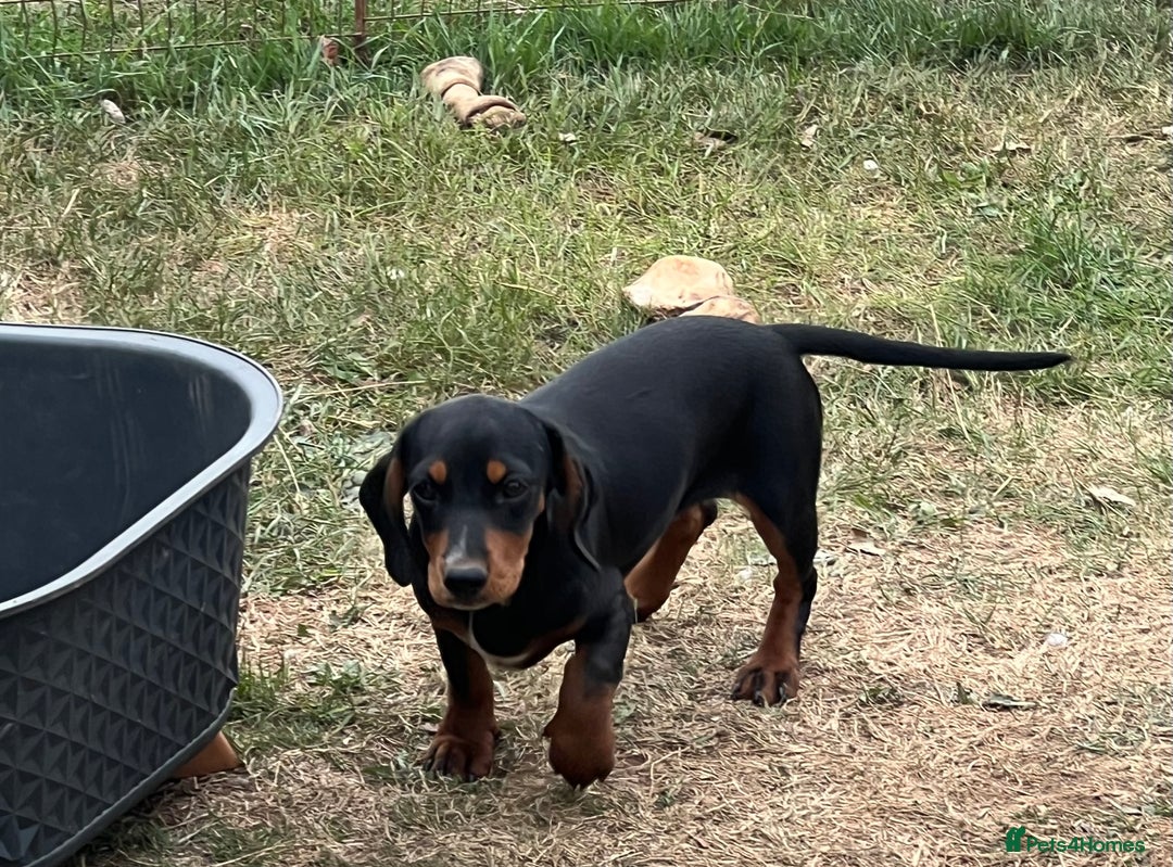 Mixed Breed dogs for sale: Beautiful female daxalier puppy.ready now. - Image 4