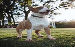English Bull Terrier dogs for stud: Bull terrier at stud  fully health tested  - Image 6