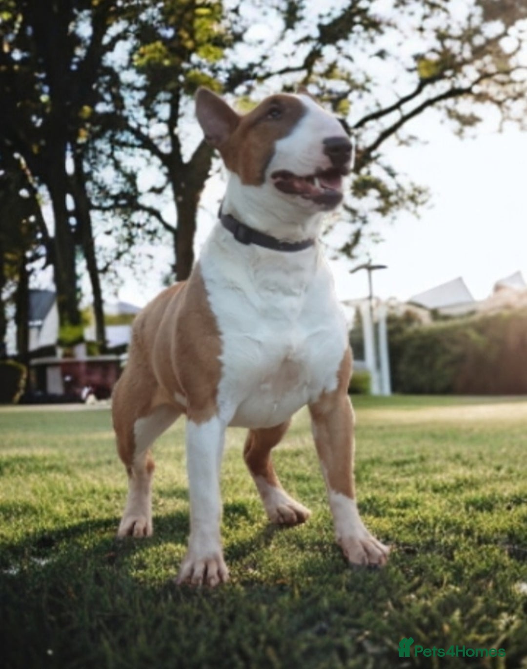 English Bull Terrier dogs for stud: Bull terrier at stud  fully health tested  - Image 6