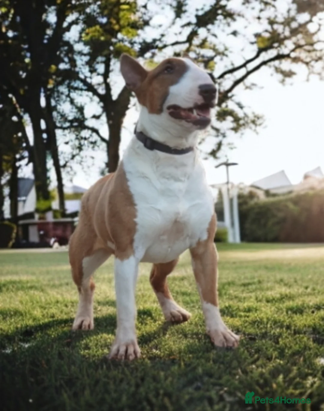 English Bull Terrier dogs for stud: Bull terrier at stud  fully health tested  - Advert 8