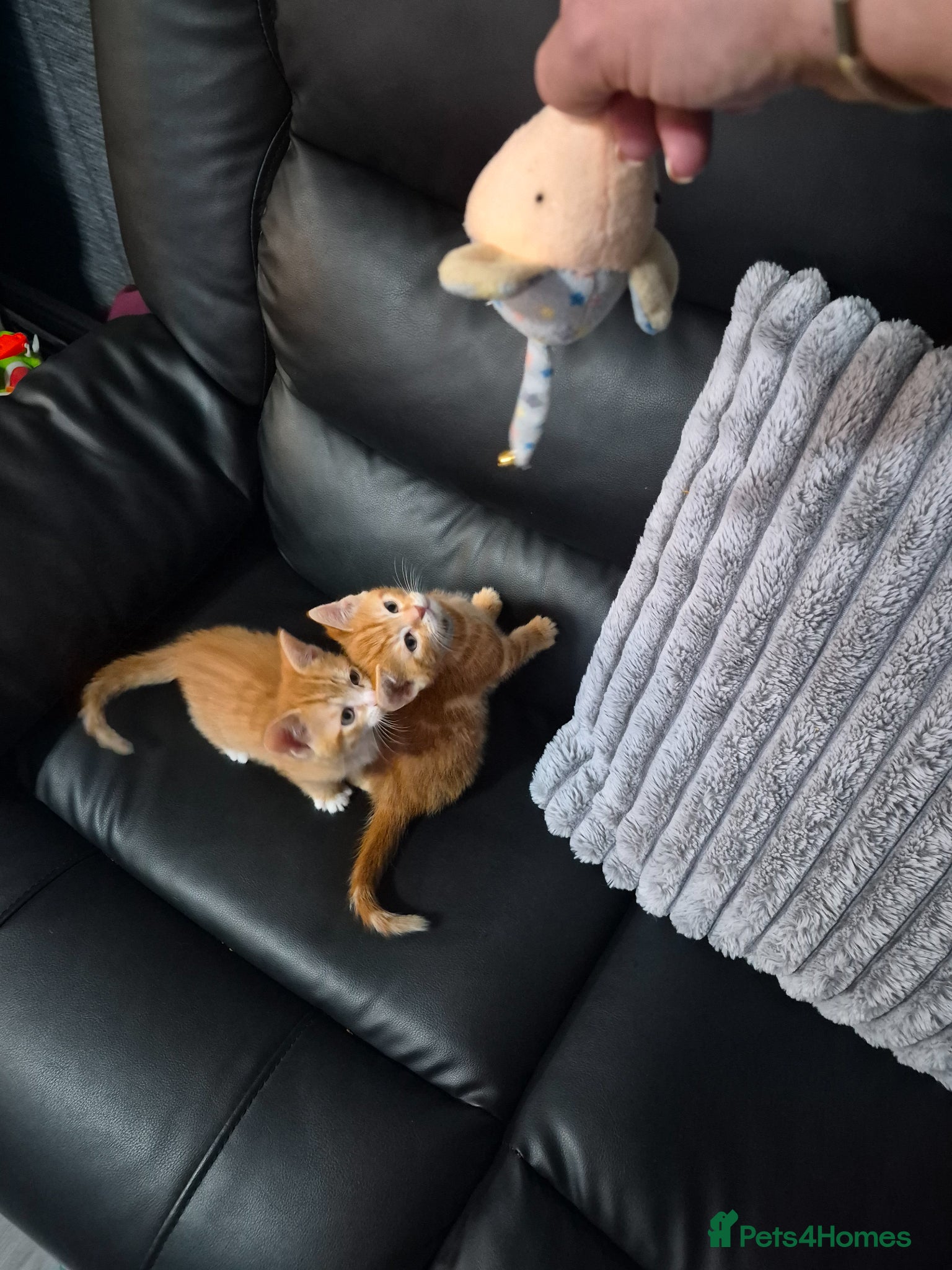 Mixed Breed cats Kittens ready to leave  - Advert 1