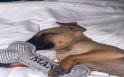 Mixed Breed dogs for sale: Max 12 weeks old  - Image 4