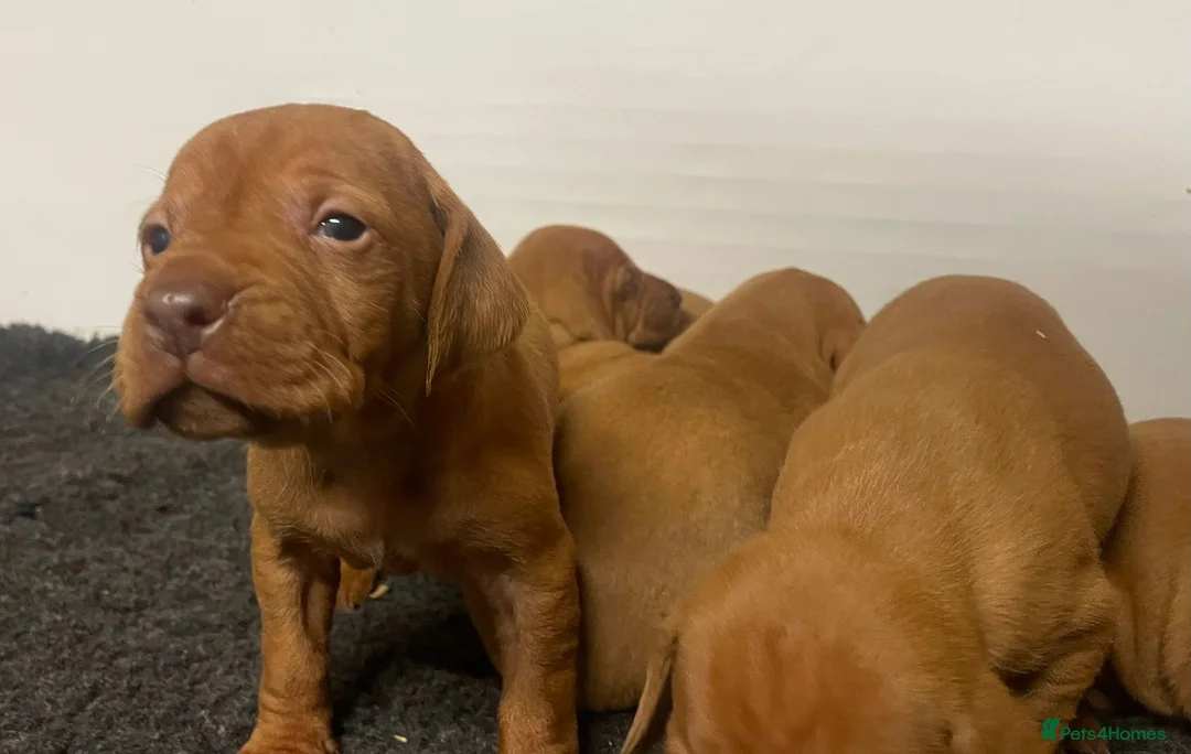 Hungarian Vizsla dogs for sale: Beautiful litter of vizsla’s  - Advert 3