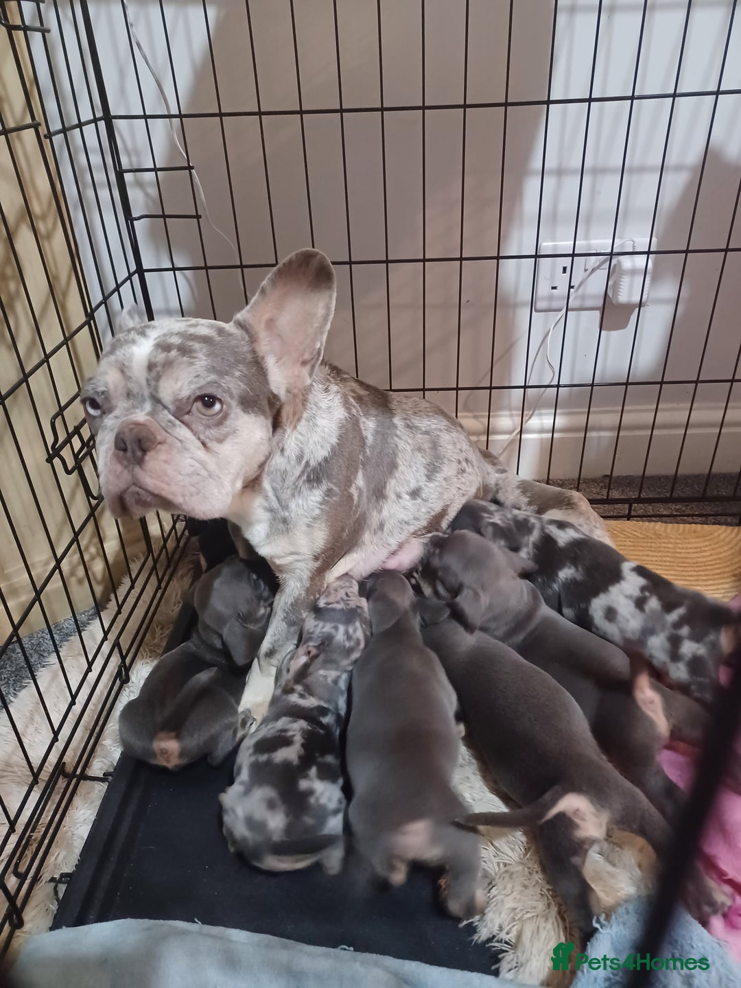 Mixed Breed dogs for sale: Beautiful litter of French bulldog x dachshund  - Advert 1