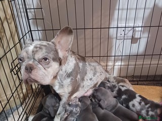 Mixed Breed dogs Beautiful litter of French bulldog x dachshund - Advert 4