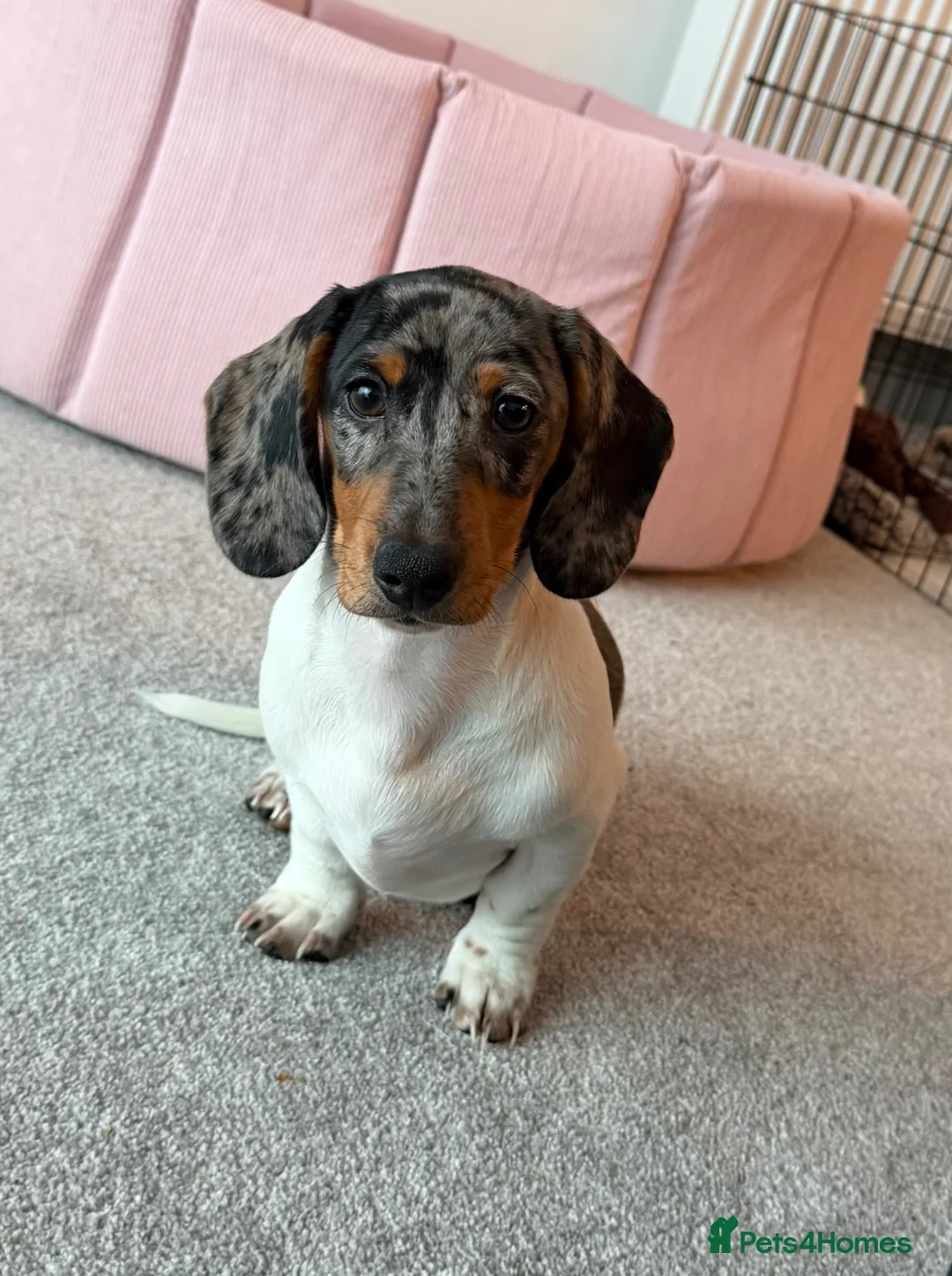 Miniature Dachshund dogs for sale: Miniature dachshund Tri Dapple - Advert 1