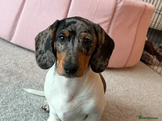 Miniature Dachshund dogs Miniature dachshund Tri Dapple - Advert 1