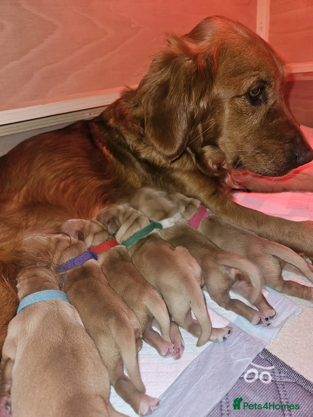 Golden Retriever dogs for sale: Golden Retriever Puppies 2 STILL AVAILABLE  - Advert 2