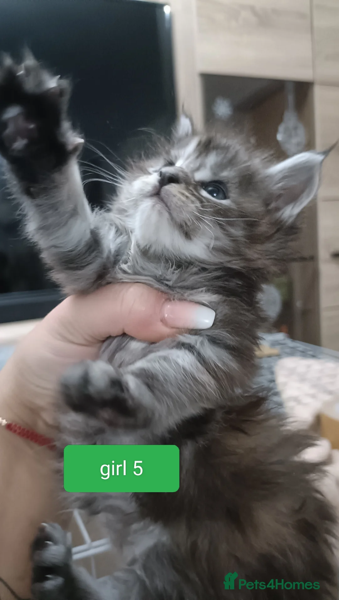 Maine Coon cats for sale: 😻😻😻Adorable fluffy Maine Coon kittens 😻😻😻 - Advert 4