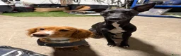 Whippet dogs for stud: Jett Black - Advert 12