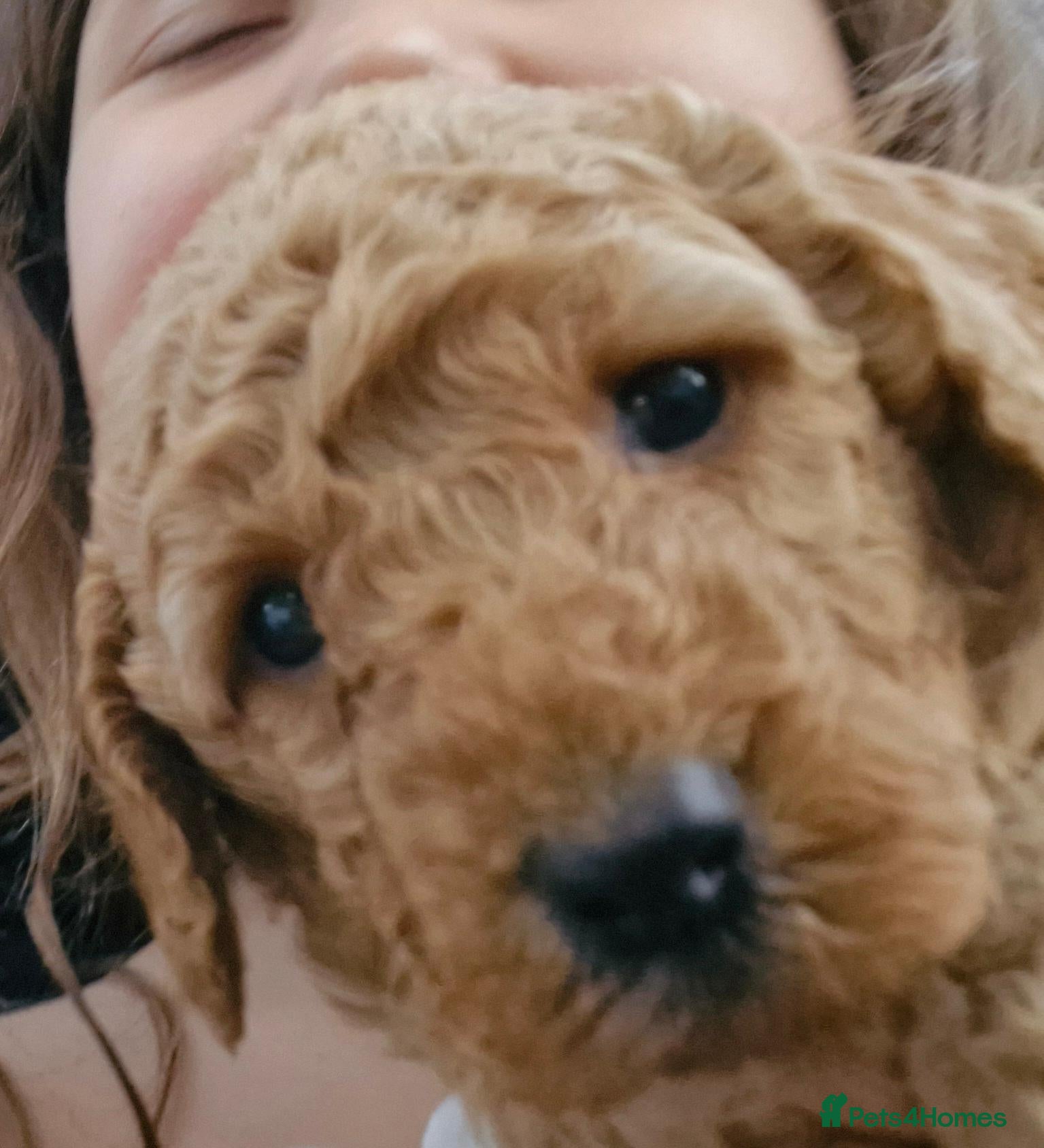 Miniature Poodle dogs for sale: Beautiful Minature Red Poodle Puppys for Sale - Advert 2