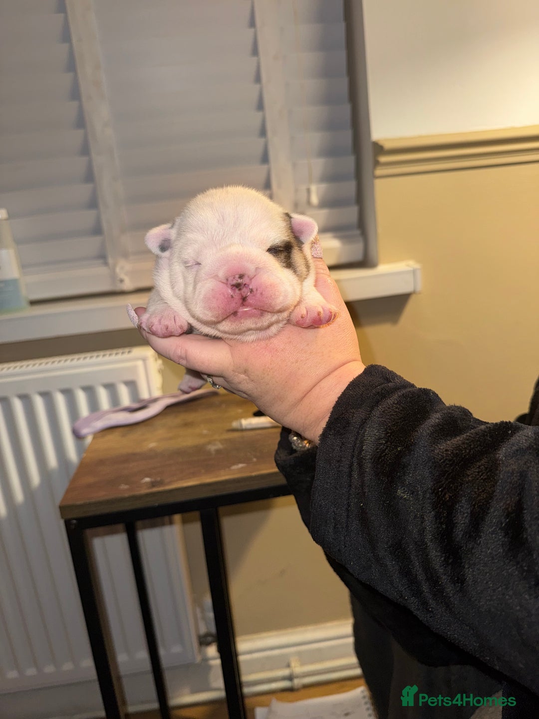 English Bulldog dogs for sale: Stunning English bulldog puppies  - Advert 19