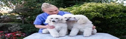 Standard Poodle dogs for sale: Outstanding Standard Poodle Puppies - Advert 3
