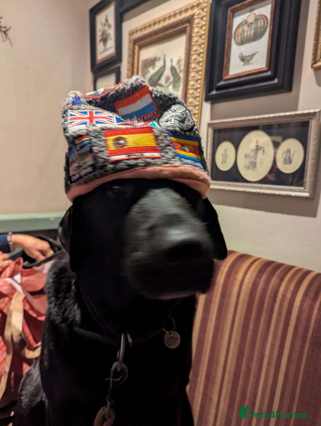 Labrador Retriever dogs for stud: Black Labrador Retriever for stud - Advert 2