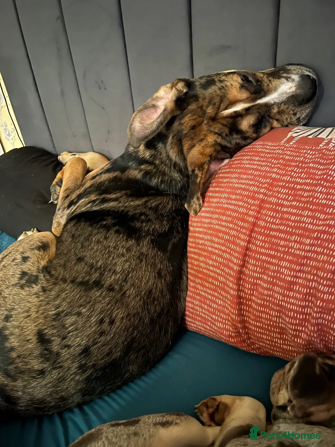 Mixed Breed dogs for sale: Maximus Merle English bulldog X German shepherd  - Advert 15