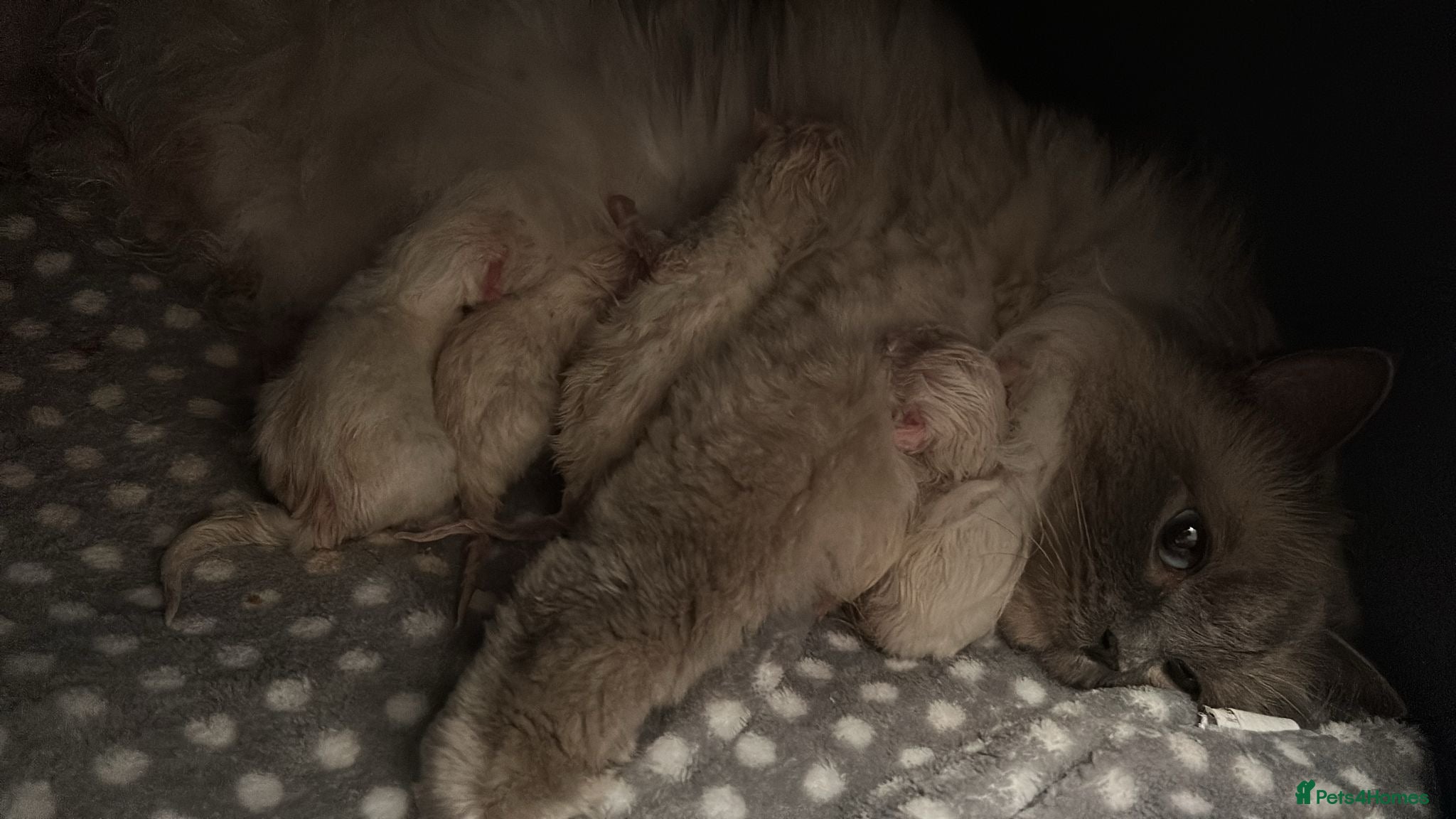 Ragdoll cats Active breeding / show / pet ragdolls - Advert 1