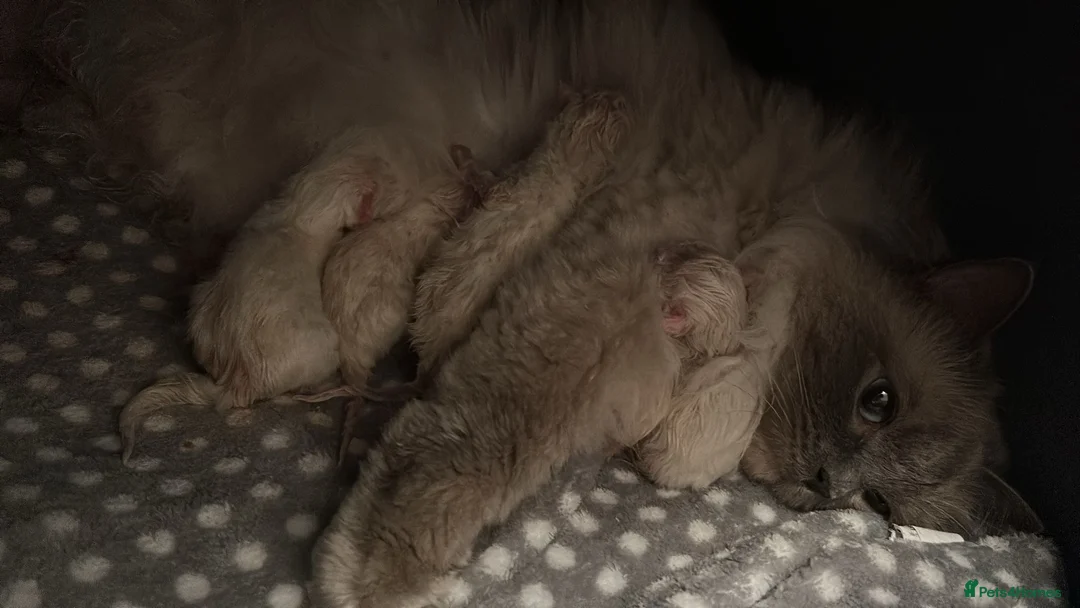 Ragdoll cats for sale: Active breeding / show / pet ragdolls - Advert 1