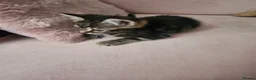 Mixed Breed cats for sale: Kittens - Advert 16