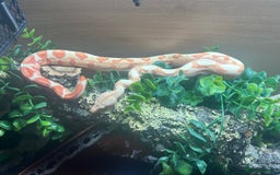 Boa Snake reptiles for sale: Sunglow boa constrictor c - Advert 8