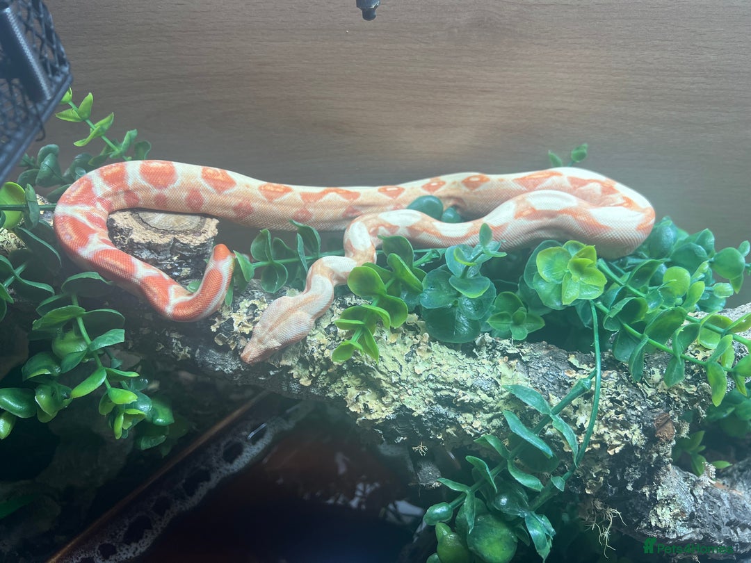 Boa Snake reptiles for sale: Sunglow boa constrictor c - Advert 8