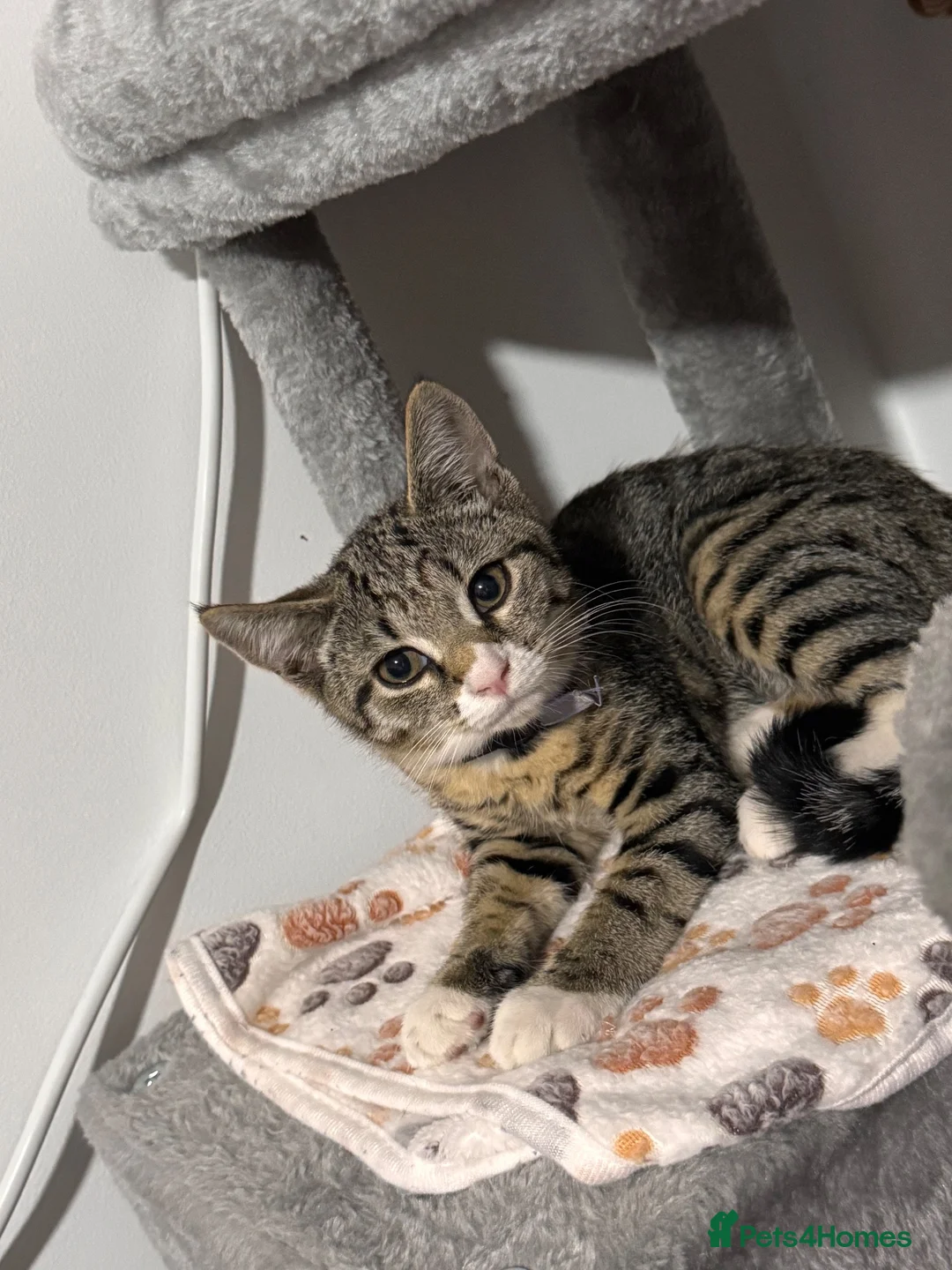 Mixed Breed cats for sale: URGANT  - Advert 2