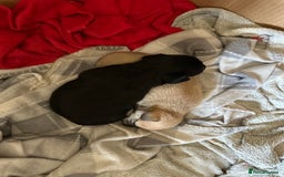 Chihuahua dogs for sale: 2 male puppies Ready to go  - Image 15
