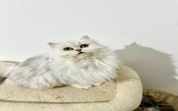 Persian cats for sale: Sliver tip Persian  ready to leave - Image 4