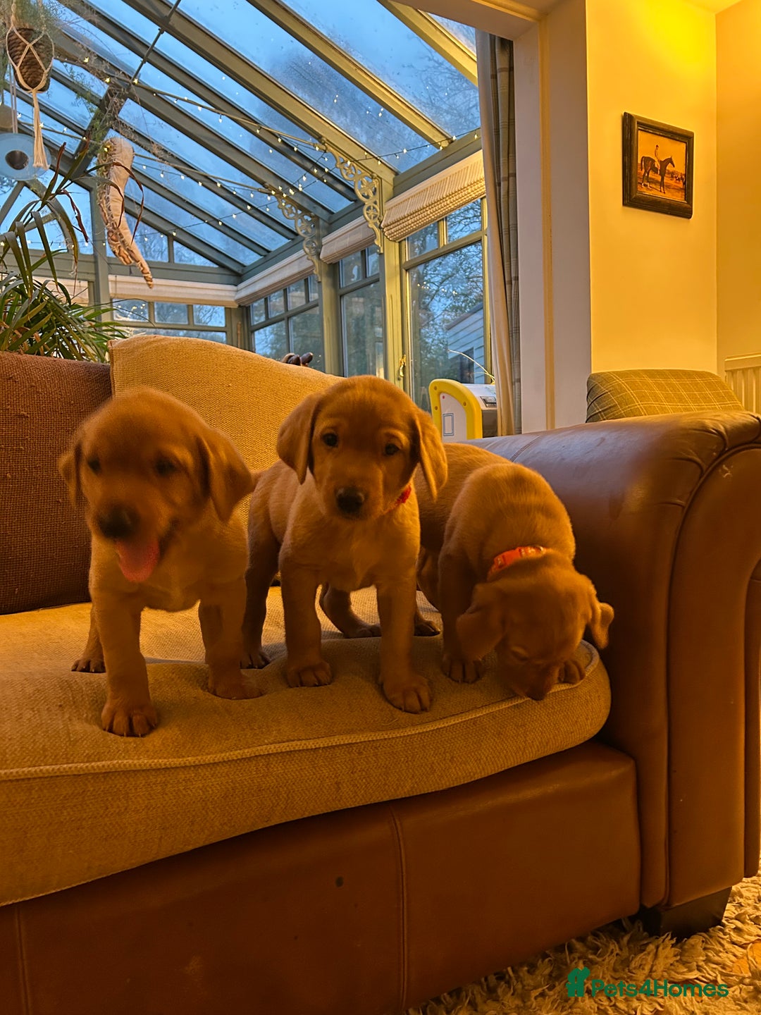 Labrador Retriever dogs for sale: Stunning KC Fox Reds  - Advert 6