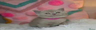 British Shorthair Lilac Chunky girl.