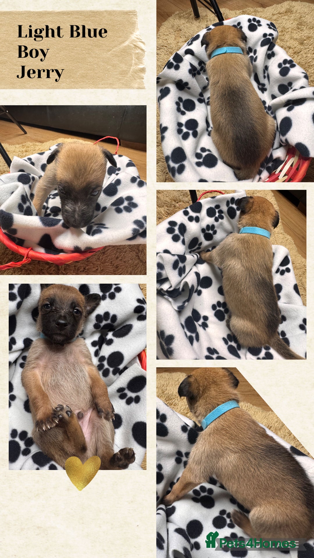 Belgian Shepherd Dog dogs for sale: 🐾 Belgian Malinois x Dutch Herder Puppies 🐾 - Image 5