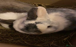 English rabbits for sale: 2 female rabbits for sale  - Image 2
