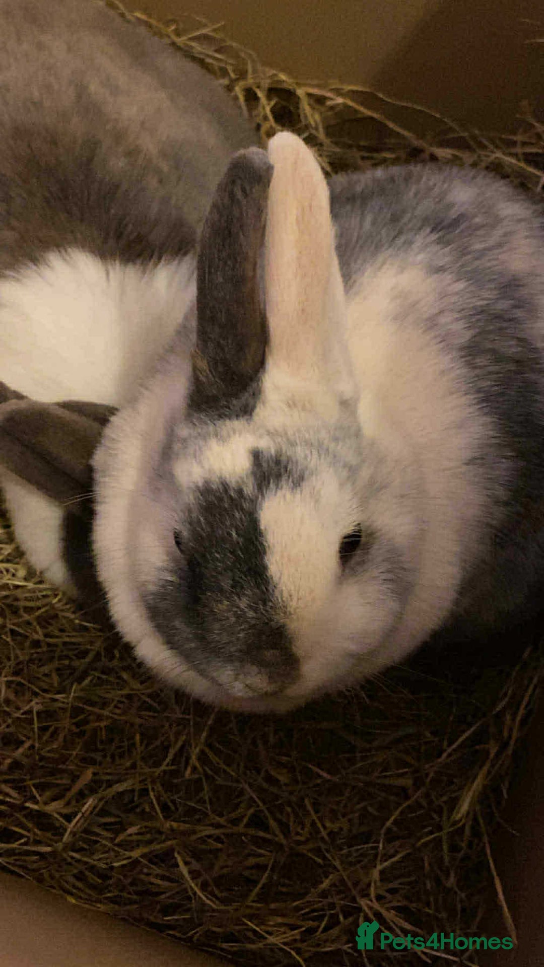 English rabbits for sale: 2 female rabbits for sale  - Image 2