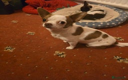 Chihuahua dogs for sale: Lovely Chihuahua Puppies looking for a Loving Home - Image 13