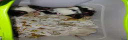 Rat rodents for sale: n 5 black with patch white belly and 5 girls left - Advert 10