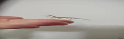 Stick Insects invertebrates for sale: Indian Stick Insects Nymphs For Sale in Burnley - Advert 3