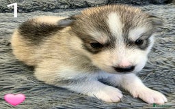 Siberian Husky dogs for sale: Siberian Husky Puppies - Image 2