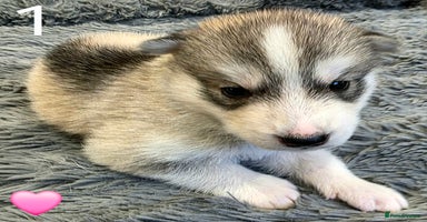 Siberian Husky dogs - Advert 7