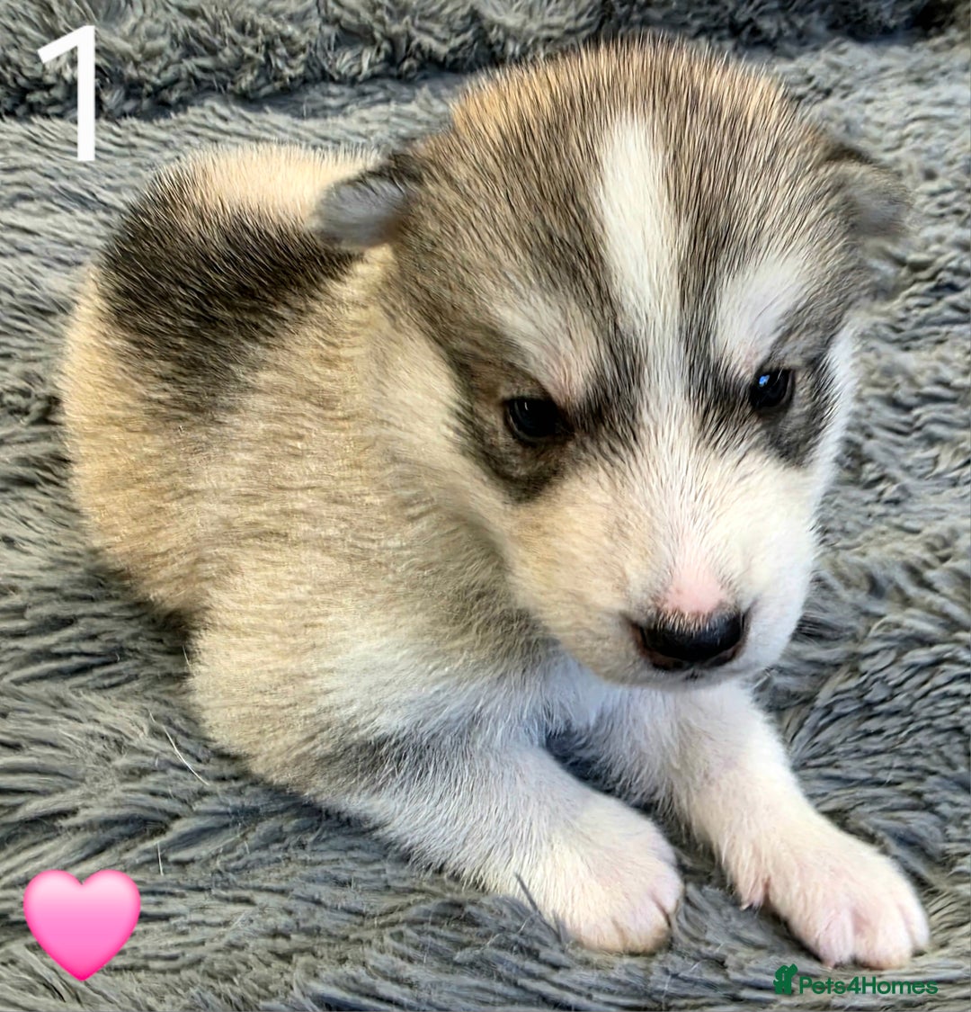 Siberian Husky dogs for sale: Siberian Husky Puppies - Image 2