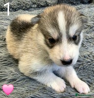 Siberian Husky dogs - Advert 16