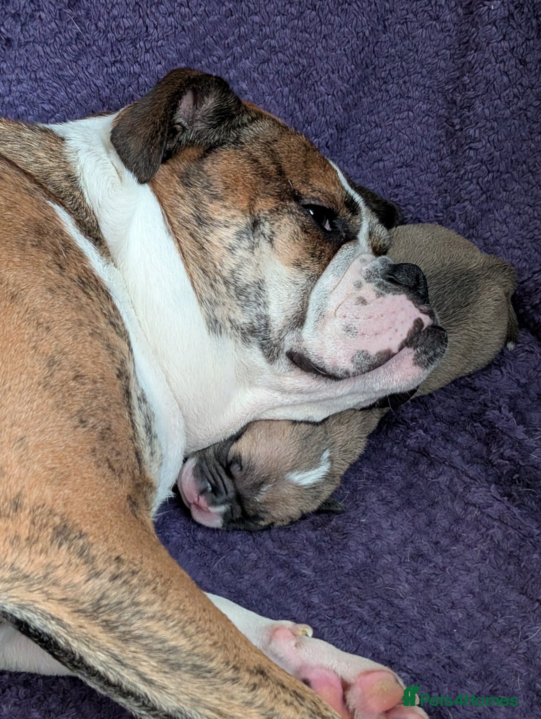 Old Tyme Bulldog dogs for sale: Old tyme bulldog pups  - Image 20