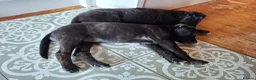 Lurcher dogs for sale: Greyhound x shepherd/collie  in Hungerford - Advert 9