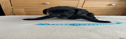 Labrador Retriever dogs for sale: KC registered pedigree black Labradors  - Advert 14