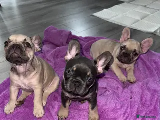 French Bulldog dogs Elegant Litter of Six KC Registered French Bulldog - Advert 21