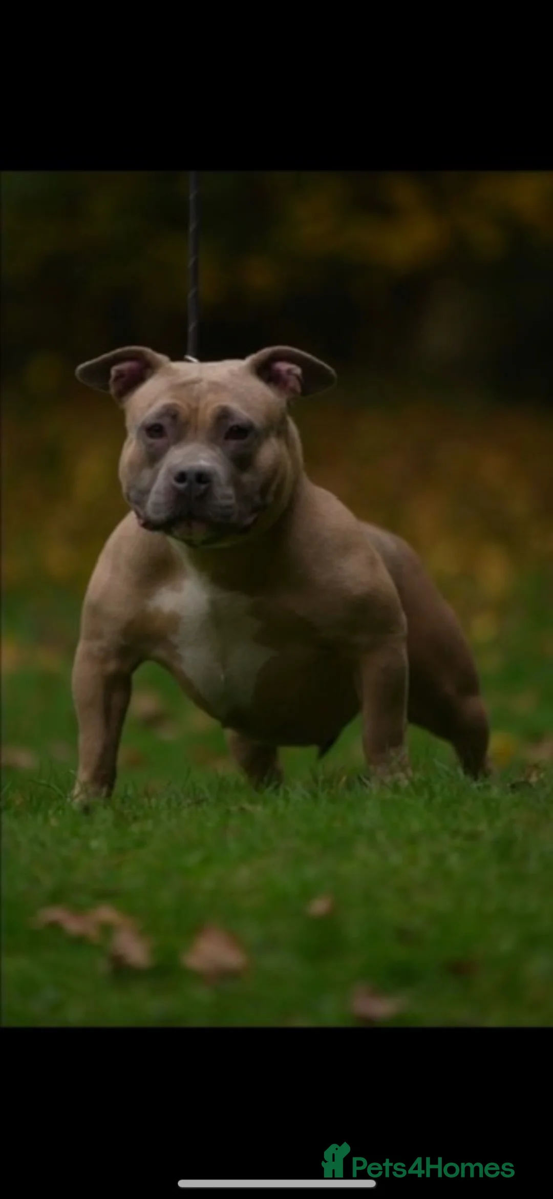 Mixed Breed dogs for sale: 2 chowchow mix pups - Advert 8