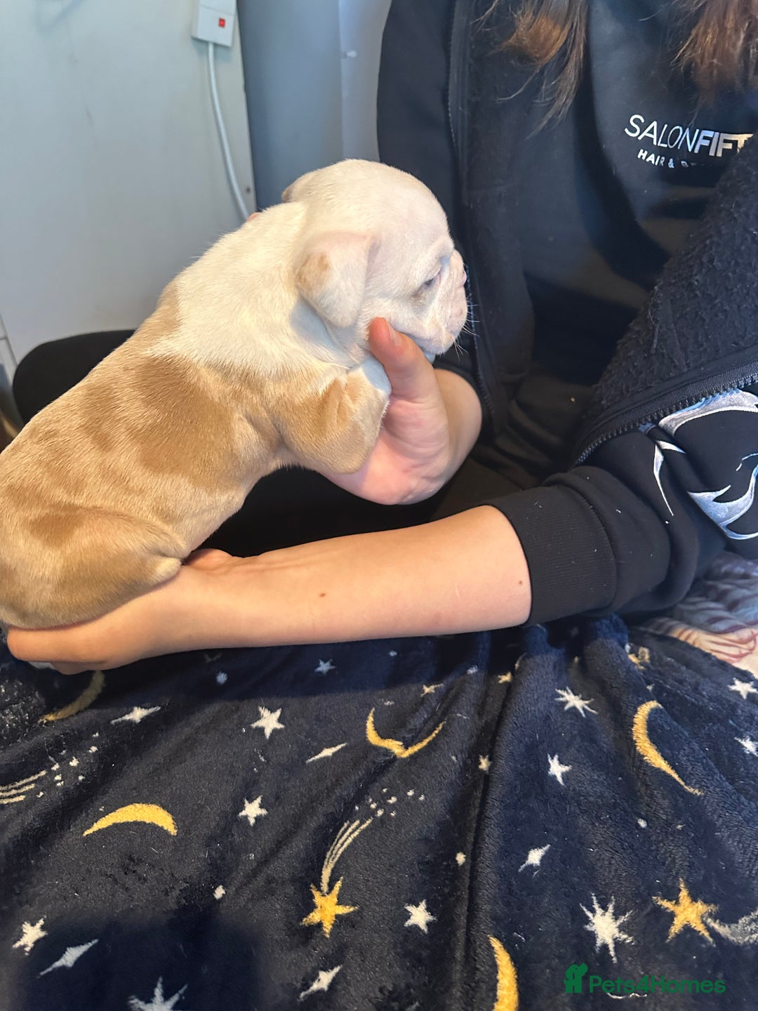 American Bully dogs for sale: ABKC REGISTERED Pocket Exotic/Extreme Bully PUPS! - Image 19