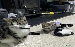 Mixed Breed cats for sale: 2 playful friendly kitten for sale - Image 3