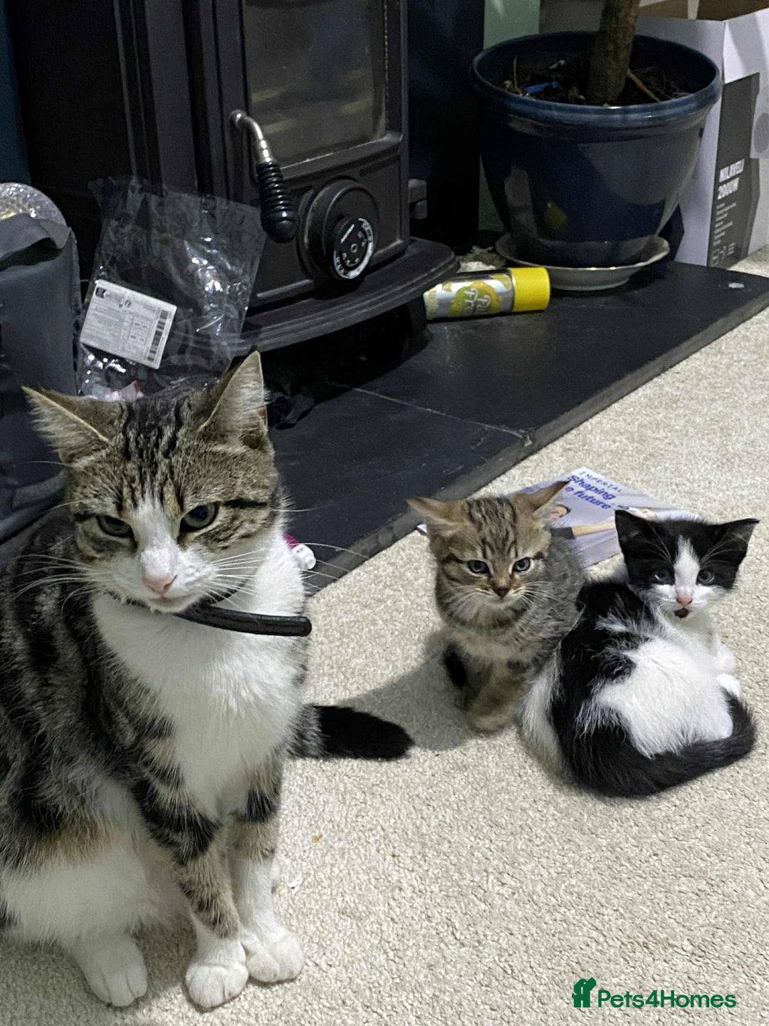 Mixed Breed cats for sale: 2 playful friendly kitten for sale - Image 3