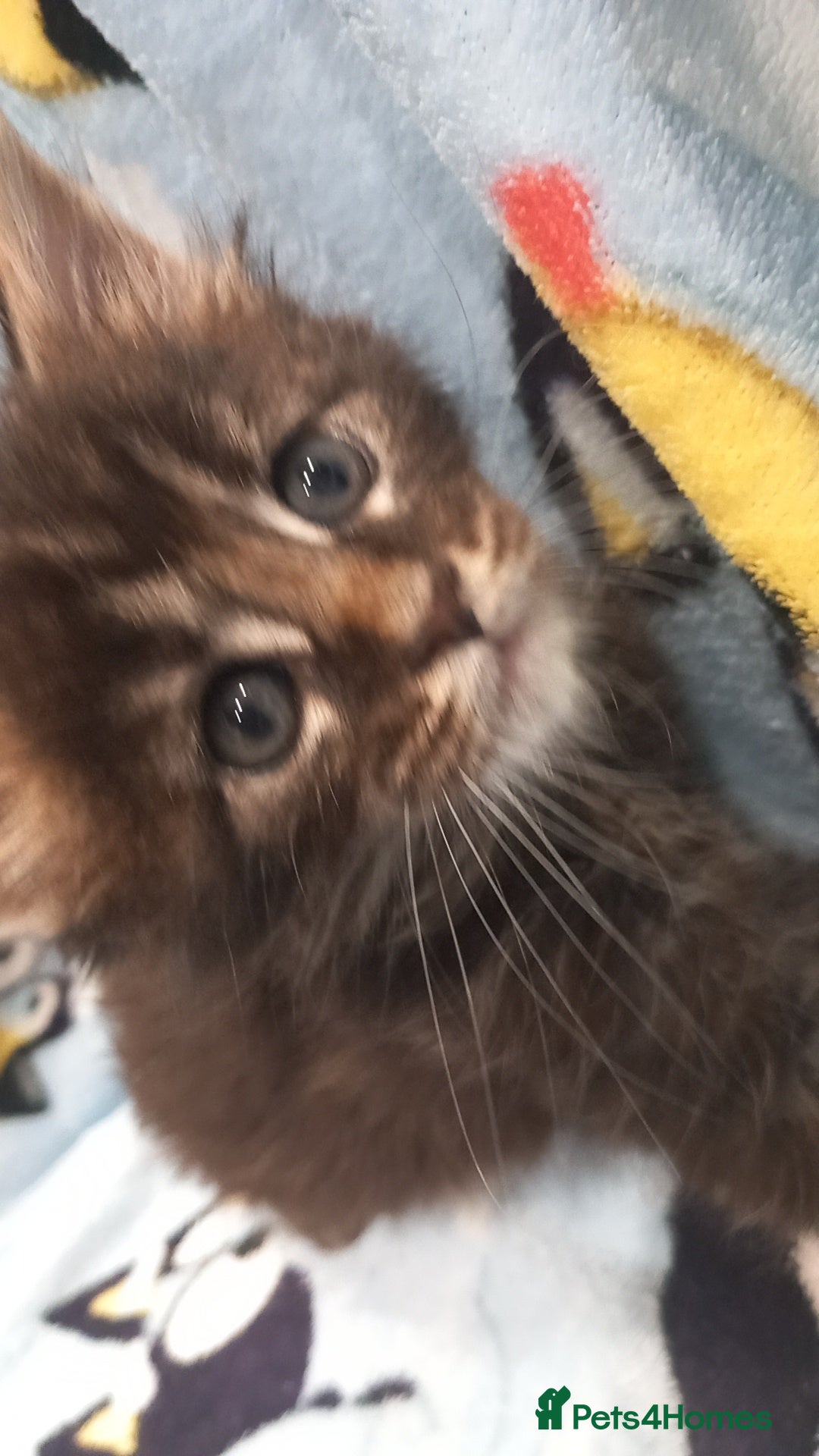 Maine Coon cats for sale: Beautiful Maine Coon kittens  - Advert 2